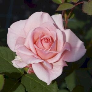 'Skagens Jubilæumsrose'â¢ (syn. 'Broads'â¢)